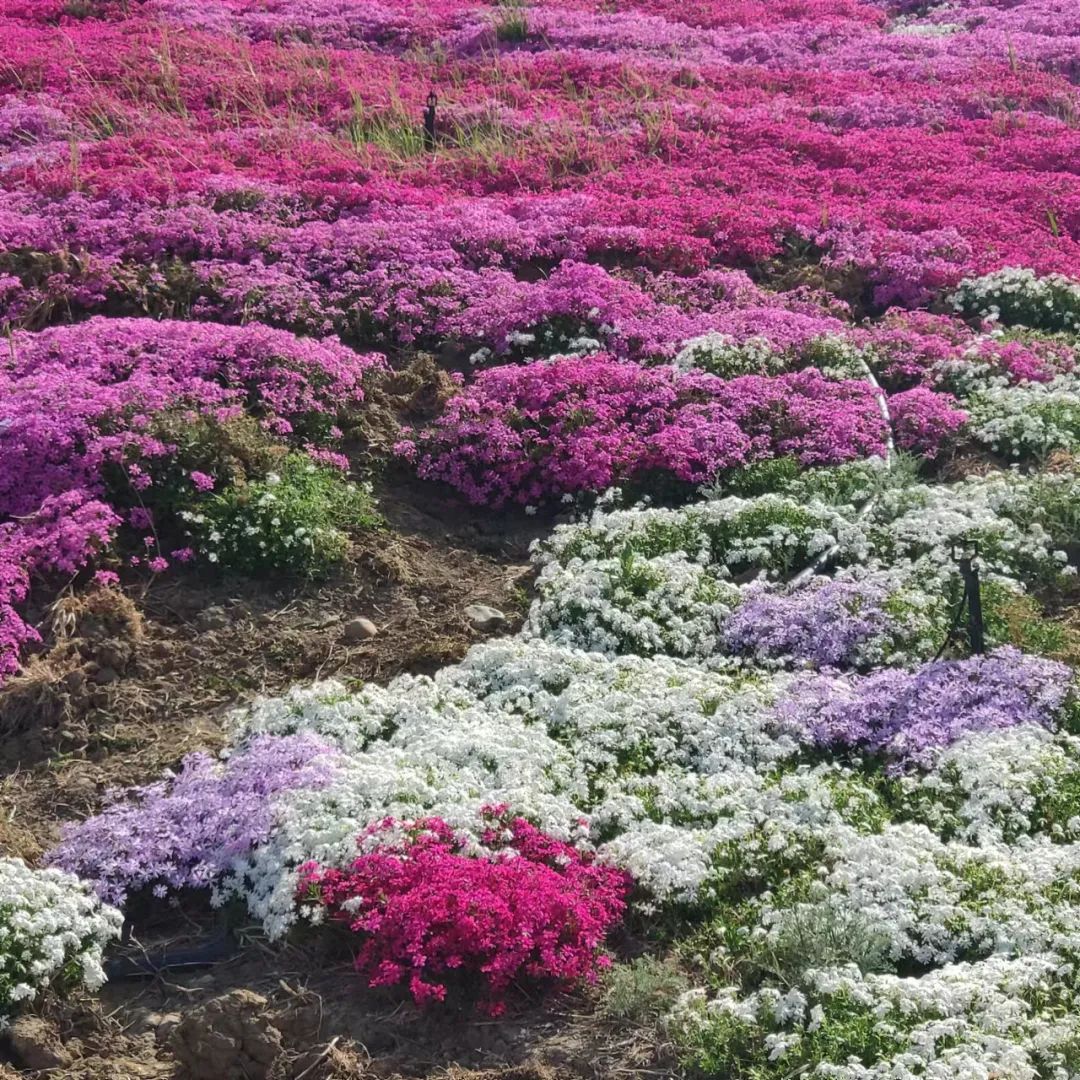 小小芝樱花，能引来多少人敬慕