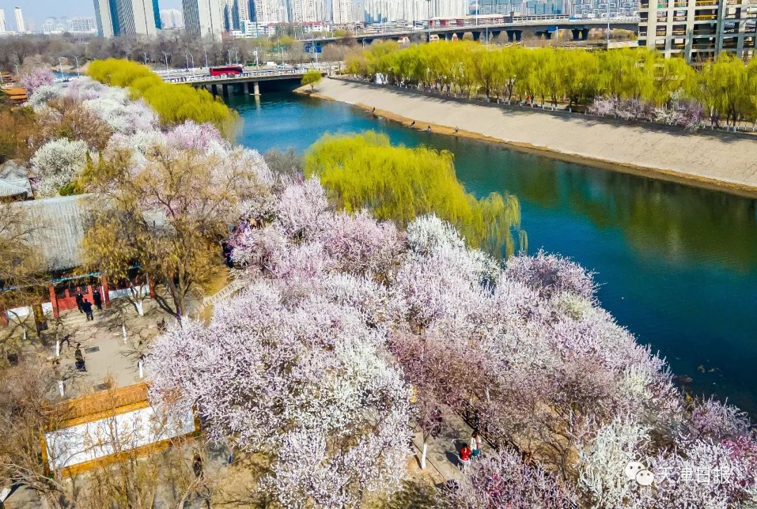今年天津的桃花堤的桃花节是几号,天津桃花节旅游线路推介