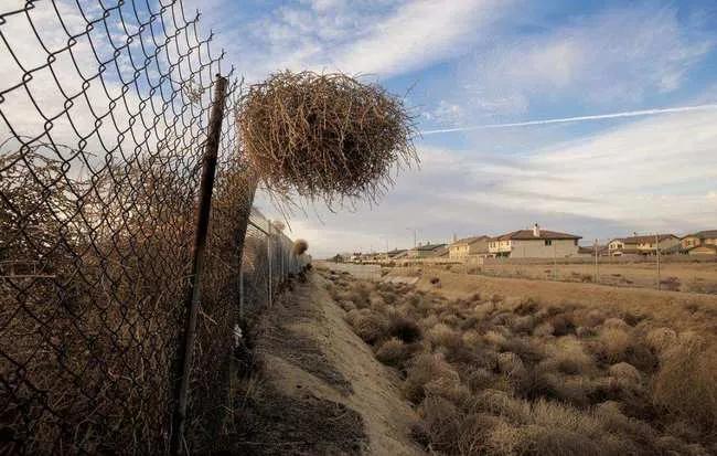 风滚草在美国泛滥成灾，入侵多条公路，为何在我国却难以长大？