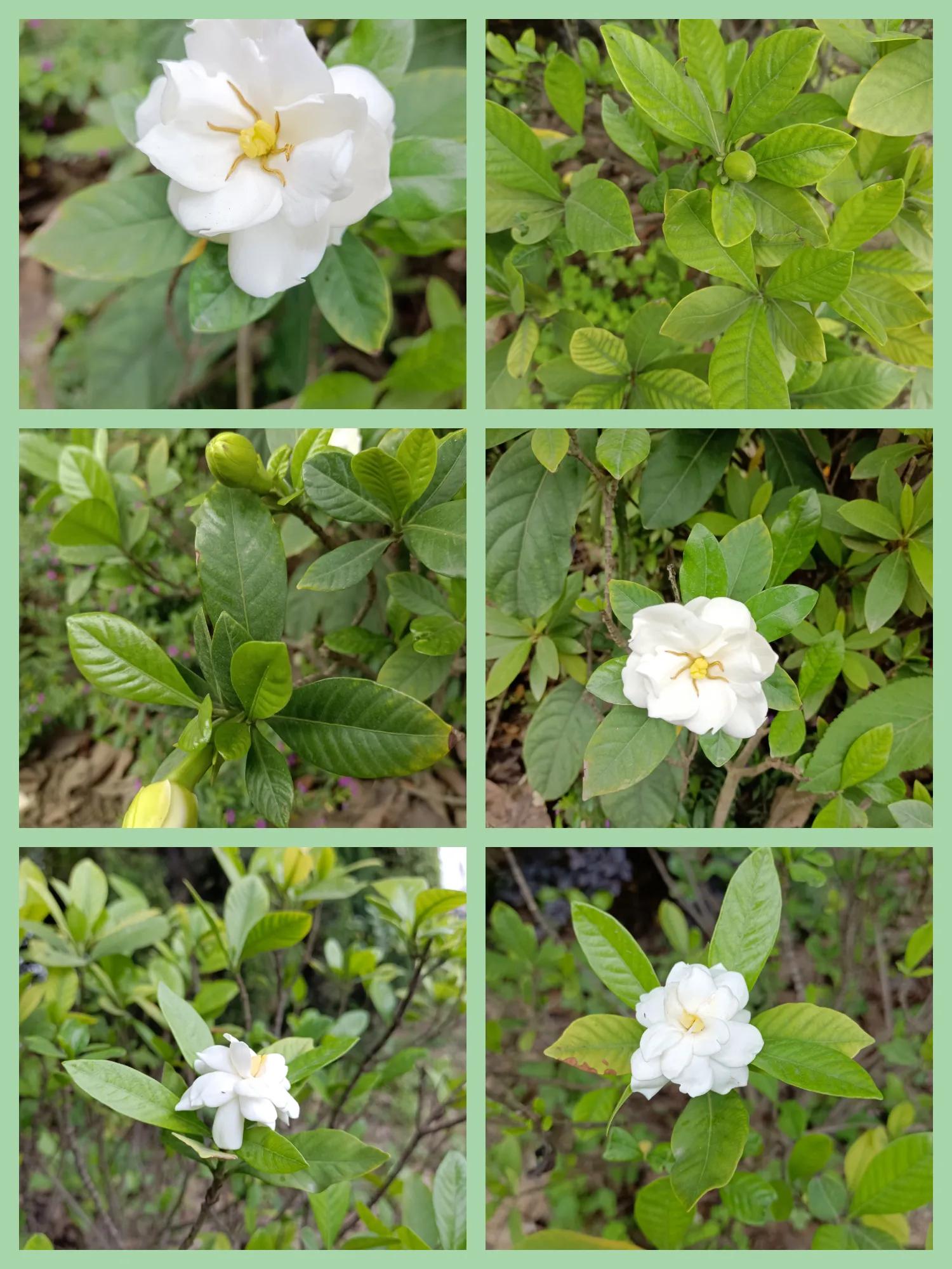 看图识花卉查询,看图识别花草树木