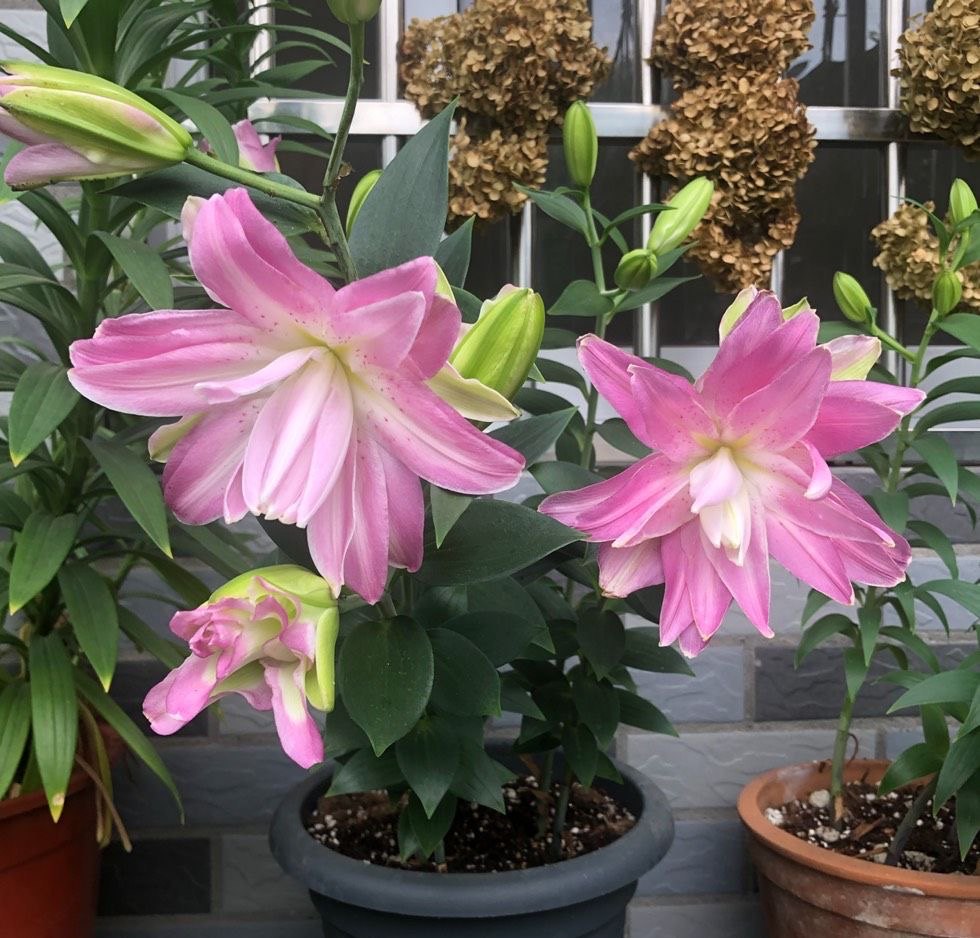 种球一年四季开花品种有哪些,硬根花卉种球大全图解