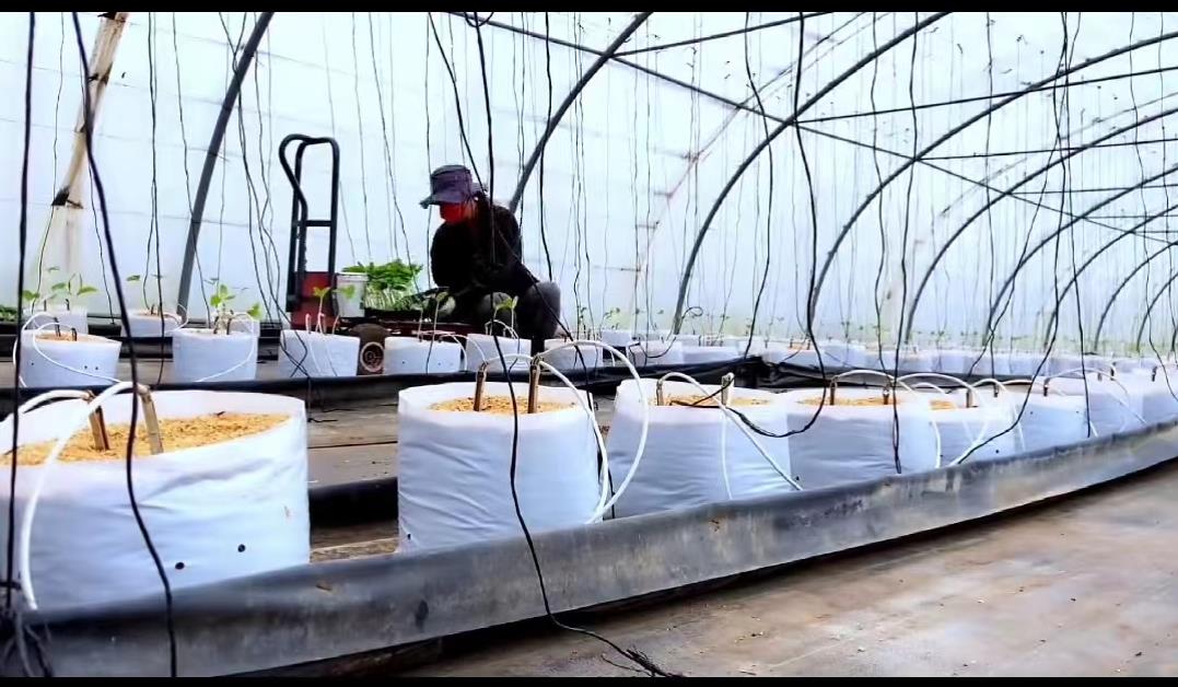 日本乡村两夫妻种菜,日本夫妇用木屑种黄瓜