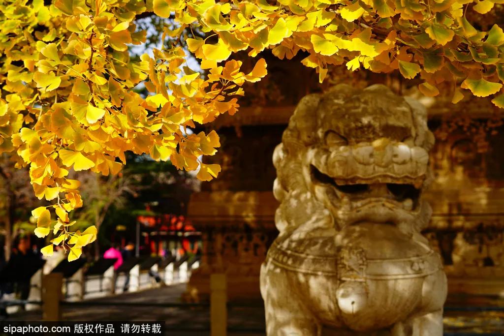 北京故宫的猫为什么叫御猫,故宫最萌的猫是什么猫