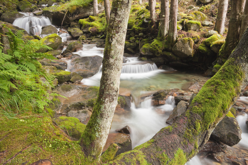 土池养黄鳝一亩需要多少种苗,水泥池塘养殖黄鳝
