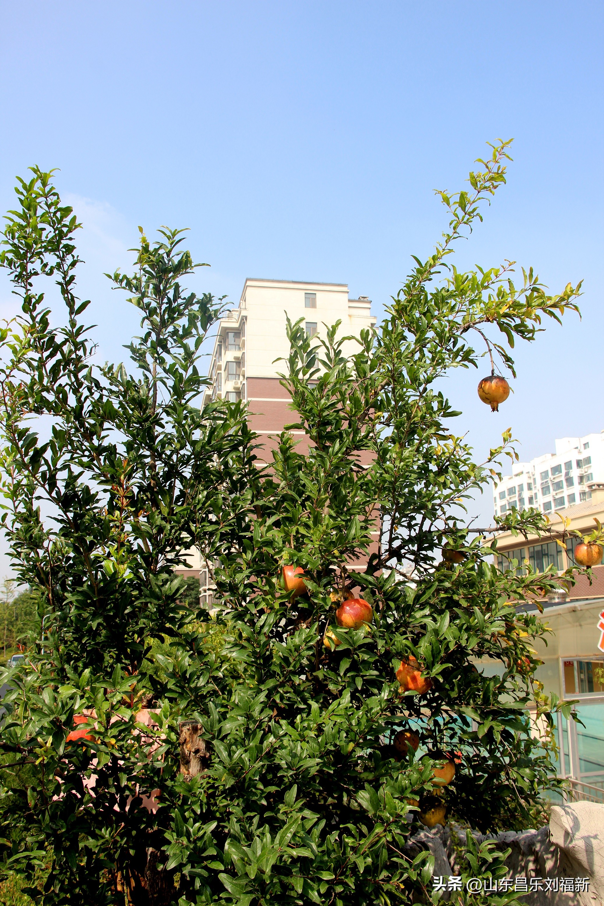 碧水龙庭深圳7栋4单元,顺光风景片拍摄