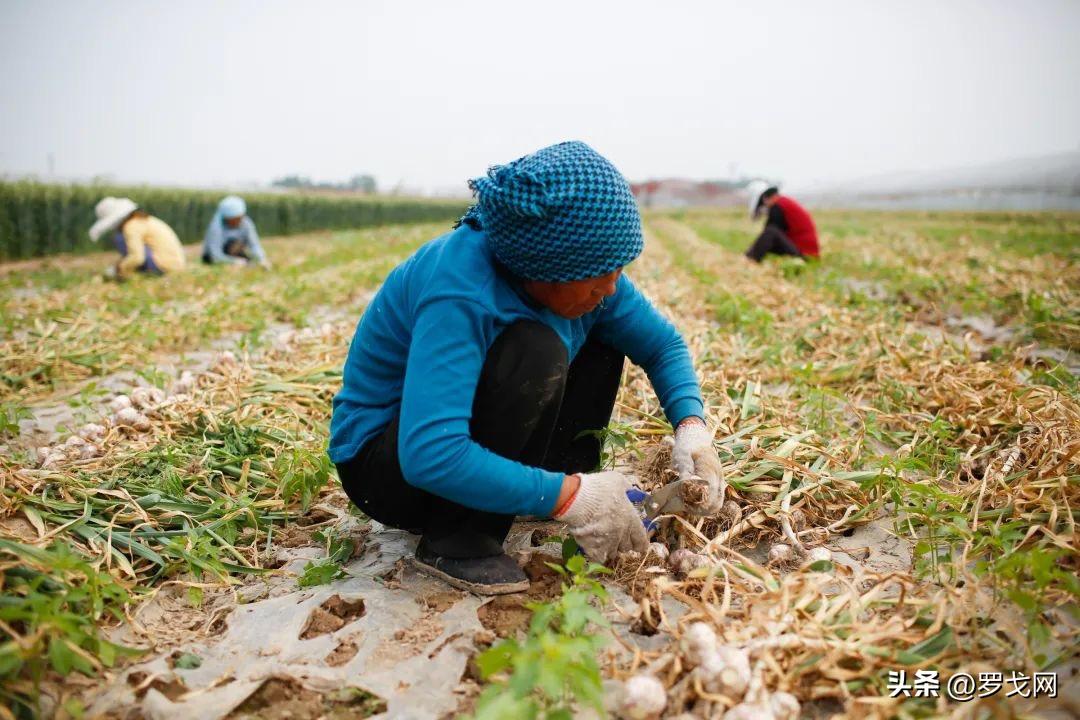拼多多发展云计算,云时代手机