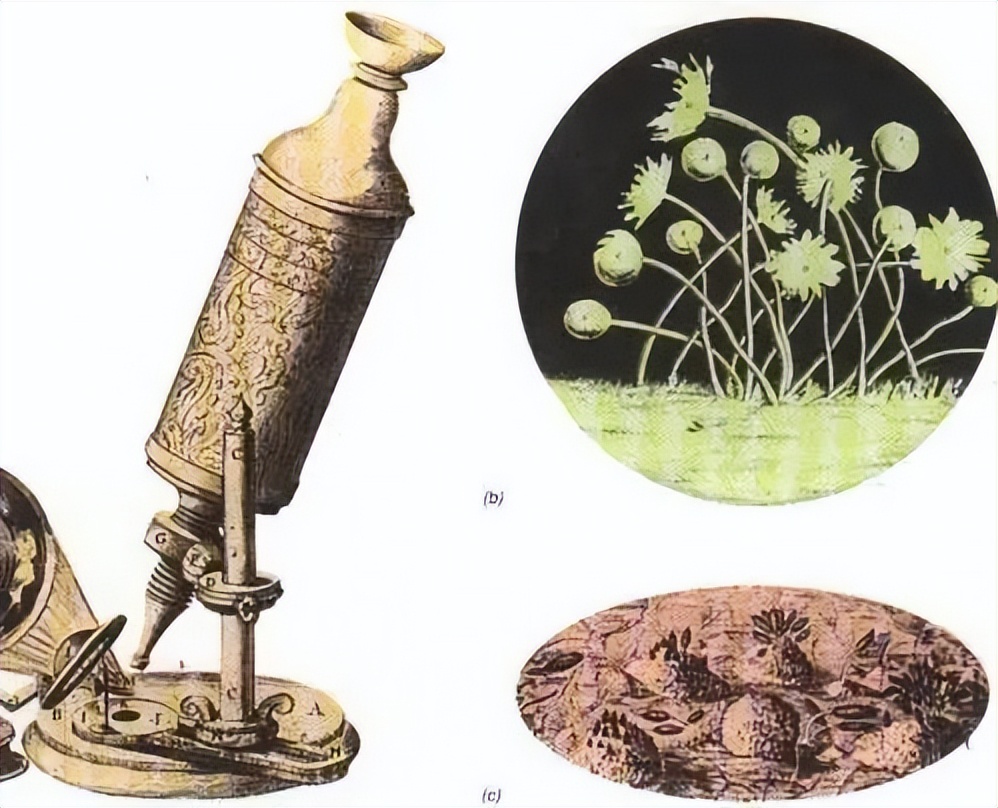 口腔菌群是什么,口腔微生物的世界