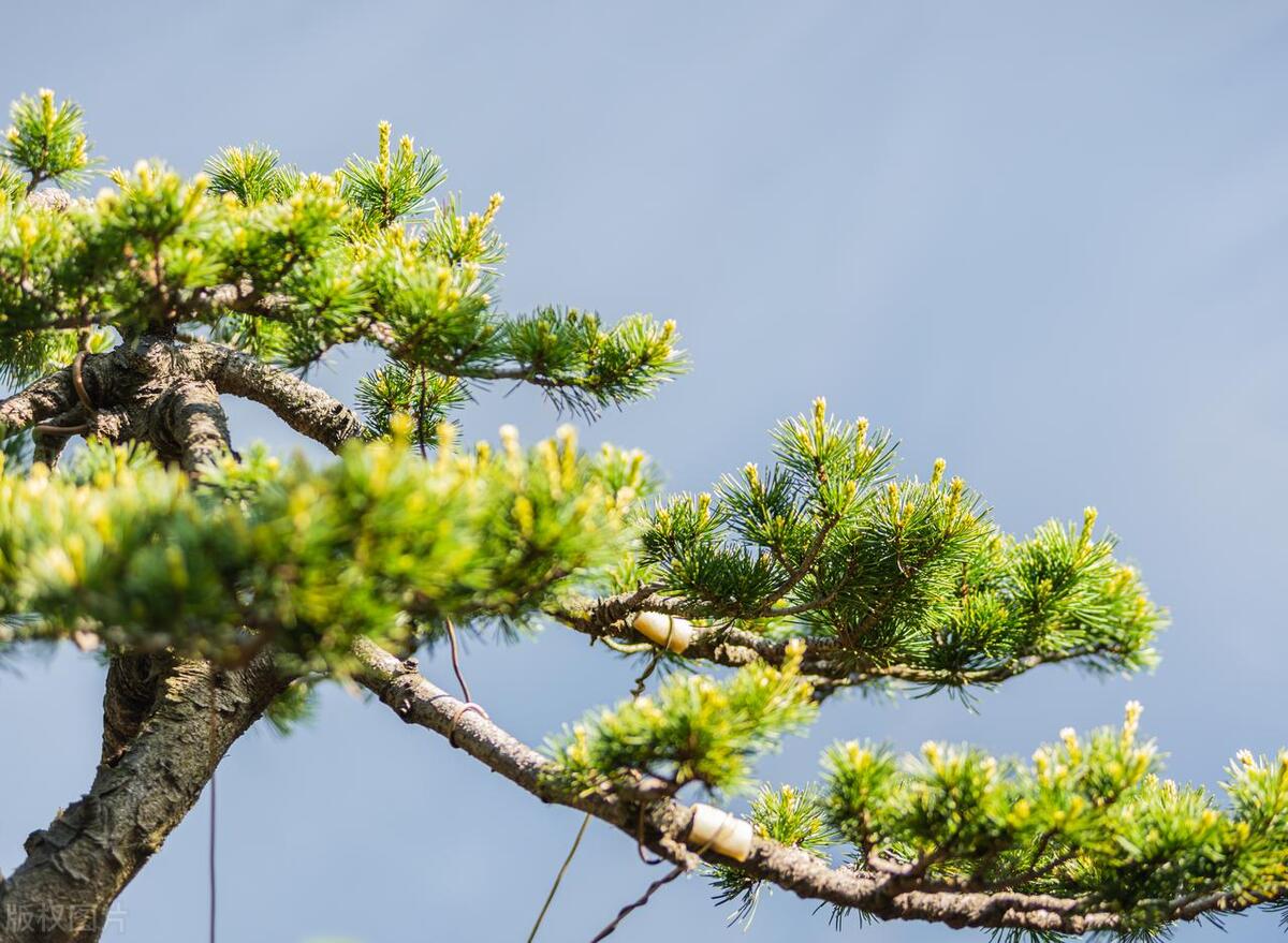 门前种三种吉祥树,南方门前庭院种什么树寓意较好
