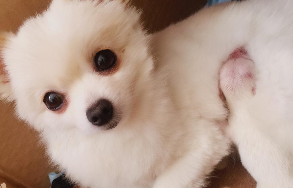 博美犬配种最佳搭配时间,博美配种技术操作