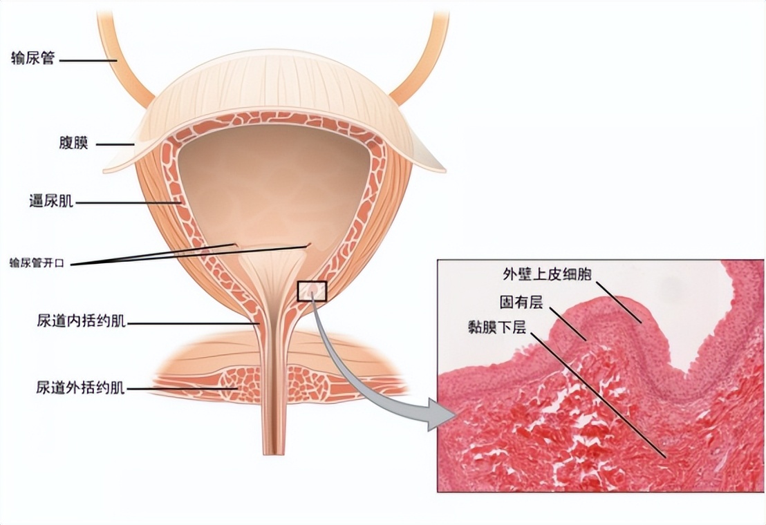 雌激素下降为何容易尿路感染,反复尿路感染能用雌激素吗
