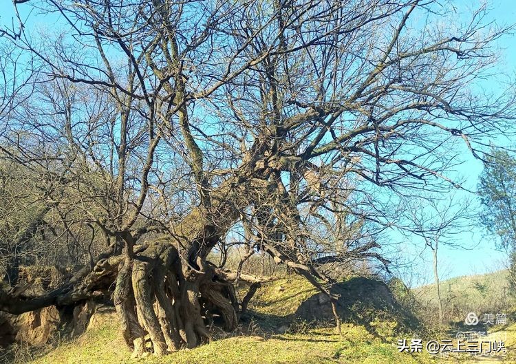 心连心帮扶为新兴县乡村振兴出力,灵宝市黄河河务局