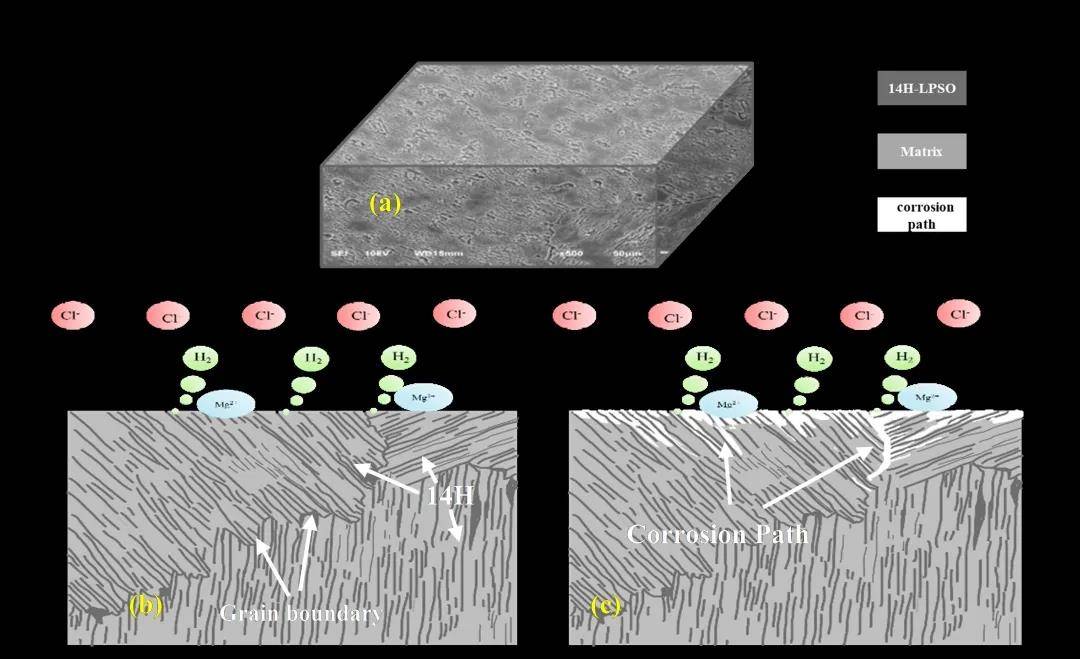 长周期有序堆积Mg基合金力学和腐蚀行为，它如何研究机理进展？