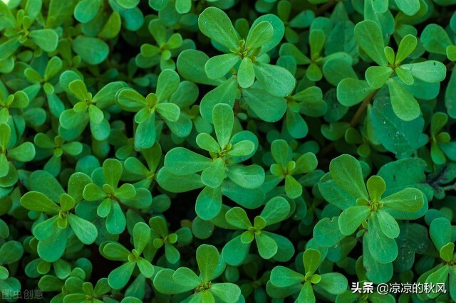 吃马齿苋多了好不好,马齿苋生吃和熟吃一样吗