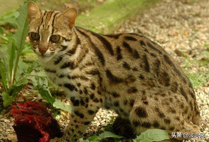 狸花短腿小猫咪可爱又萌的视频,狸花小猫咪怎么养得好看