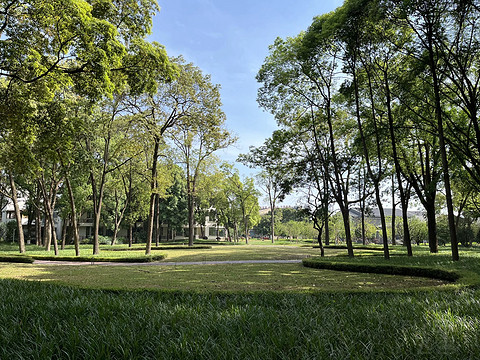 鍒濆涔嬫梾榛勯噾娴峰哺,鍒濆涔嬫梾