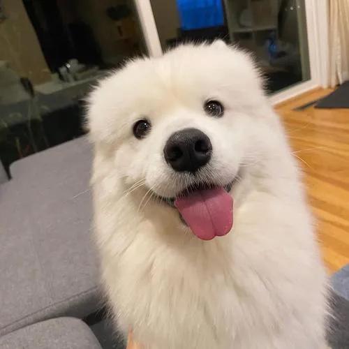 可爱的狗狗叫哆哆,聪明狗狗哆哆