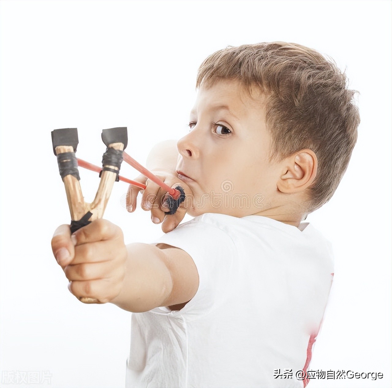 打鸟违法吗,打鸟是不是犯法了