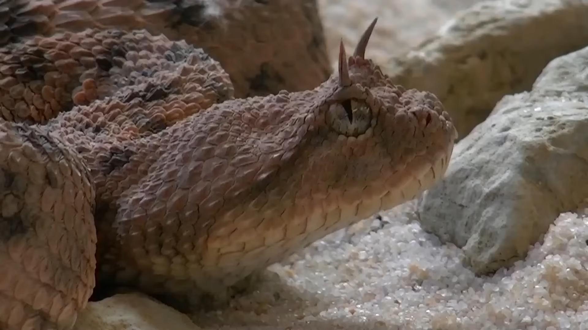 现存的食人族原始部落,世界上最后一个食人族部落