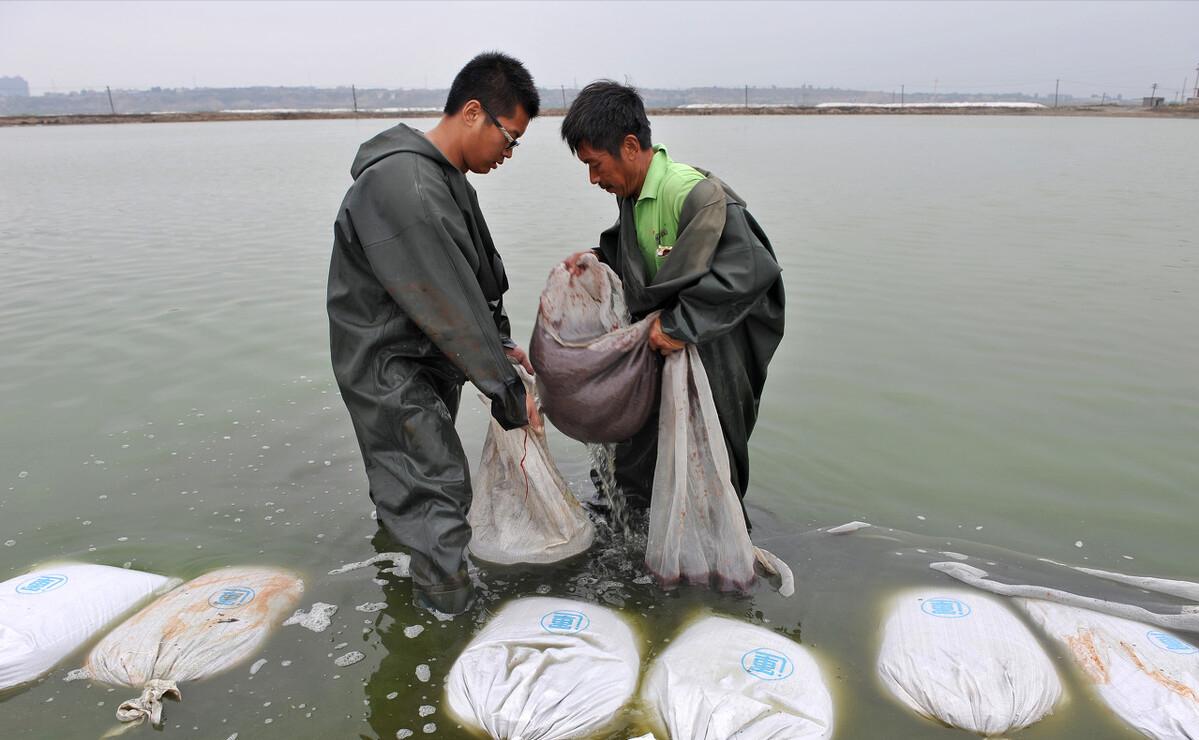 一天能捞100多斤!中国多地出现“捞虫族”,暴利下风险有多大?