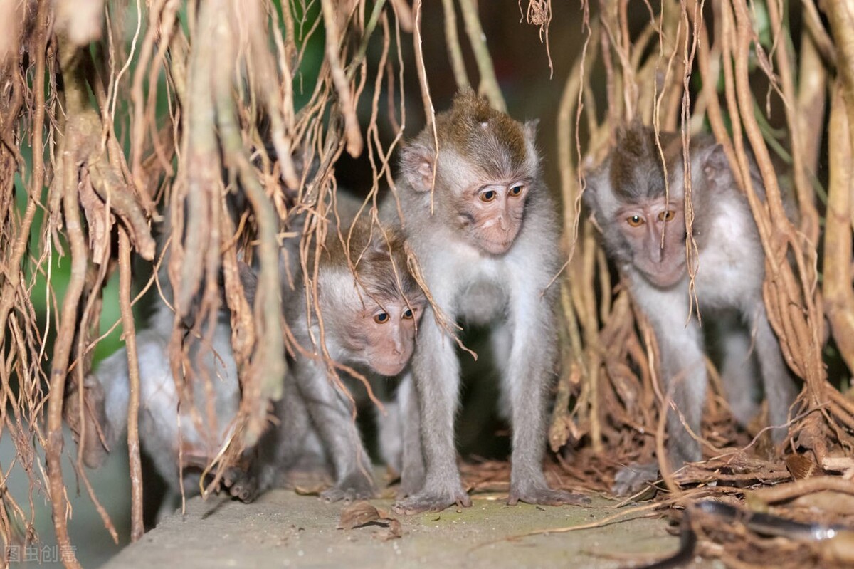 一只猴要10几万，从纯出口到需要进口，大师兄供需变化发生了什么