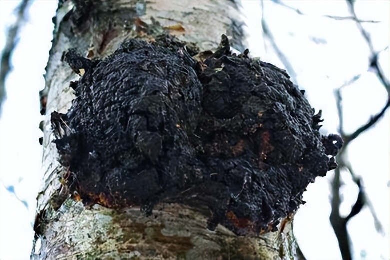 长白山的桦树茸,民国时期长白山采参人的生活