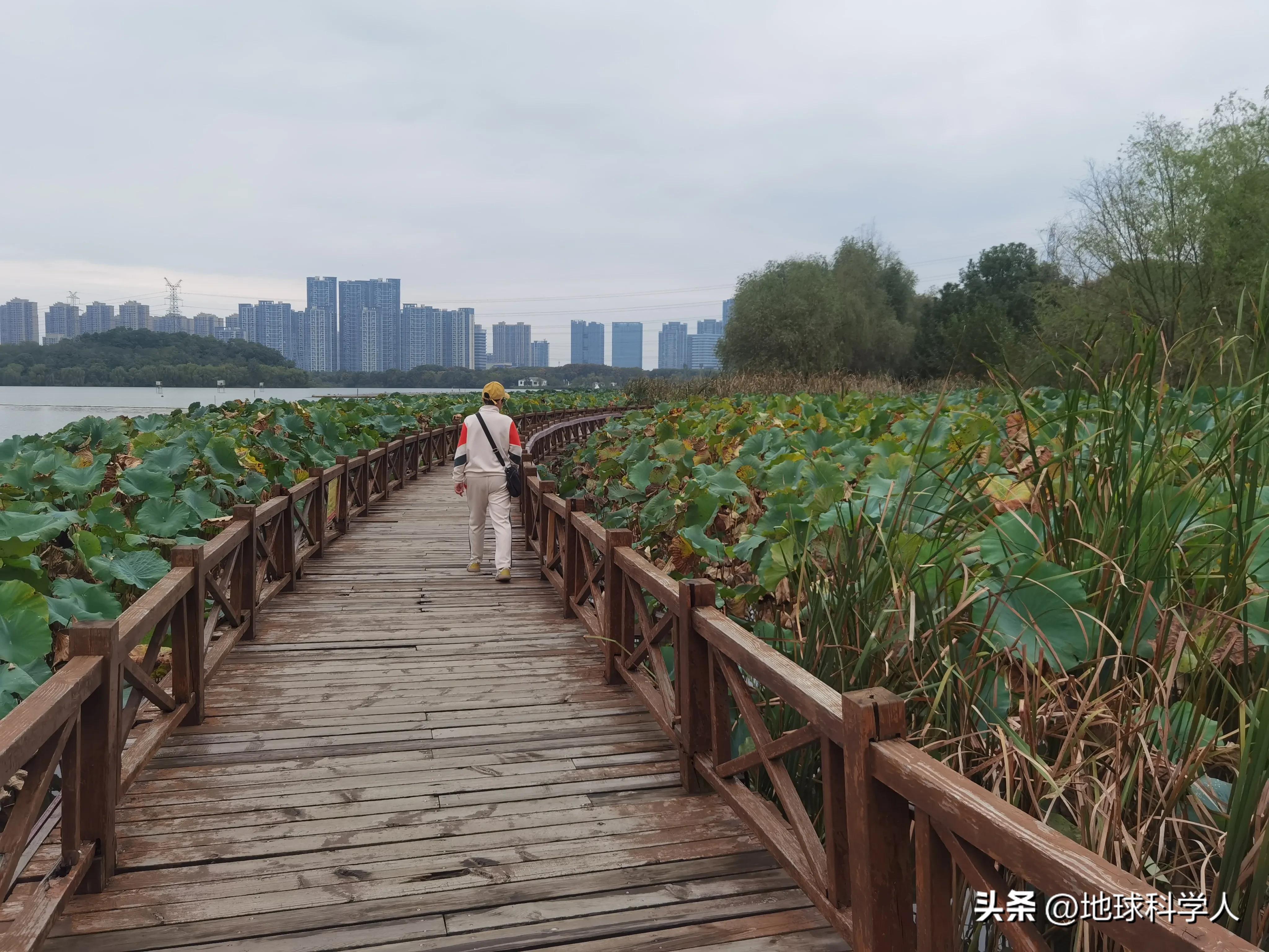 武汉后官湖湿地风景,蔡甸区后官湖国家湿地公园一日游