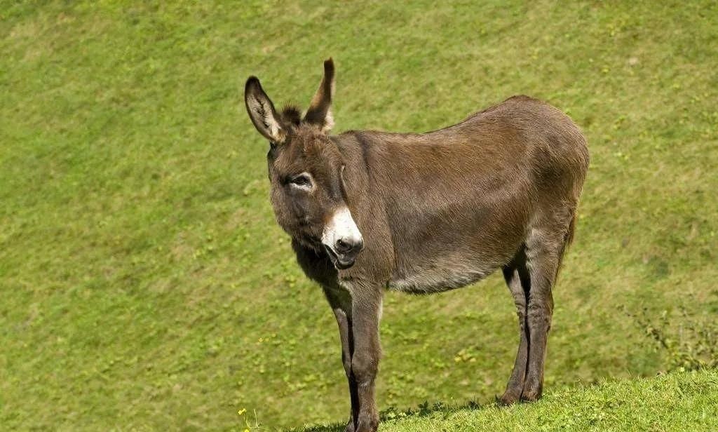 驴浑身是宝顺口溜,现在驴的市场低迷养驴可以吗