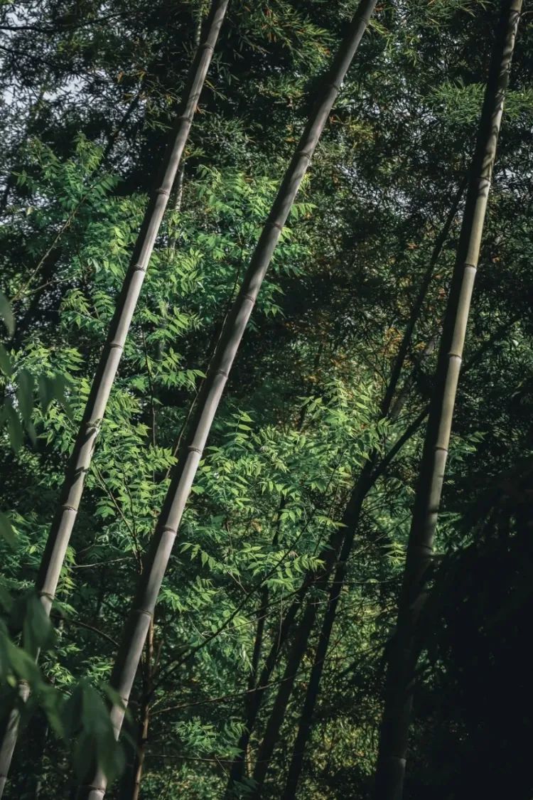 成都周边游一天一晚短途旅游,成都周边4日游哪里巴适