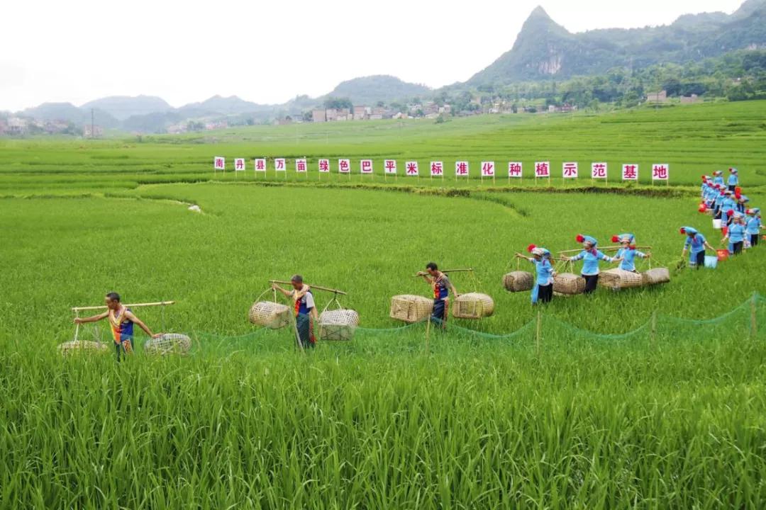 千年古树百年茶,千年古树野生茶1000克珍藏品