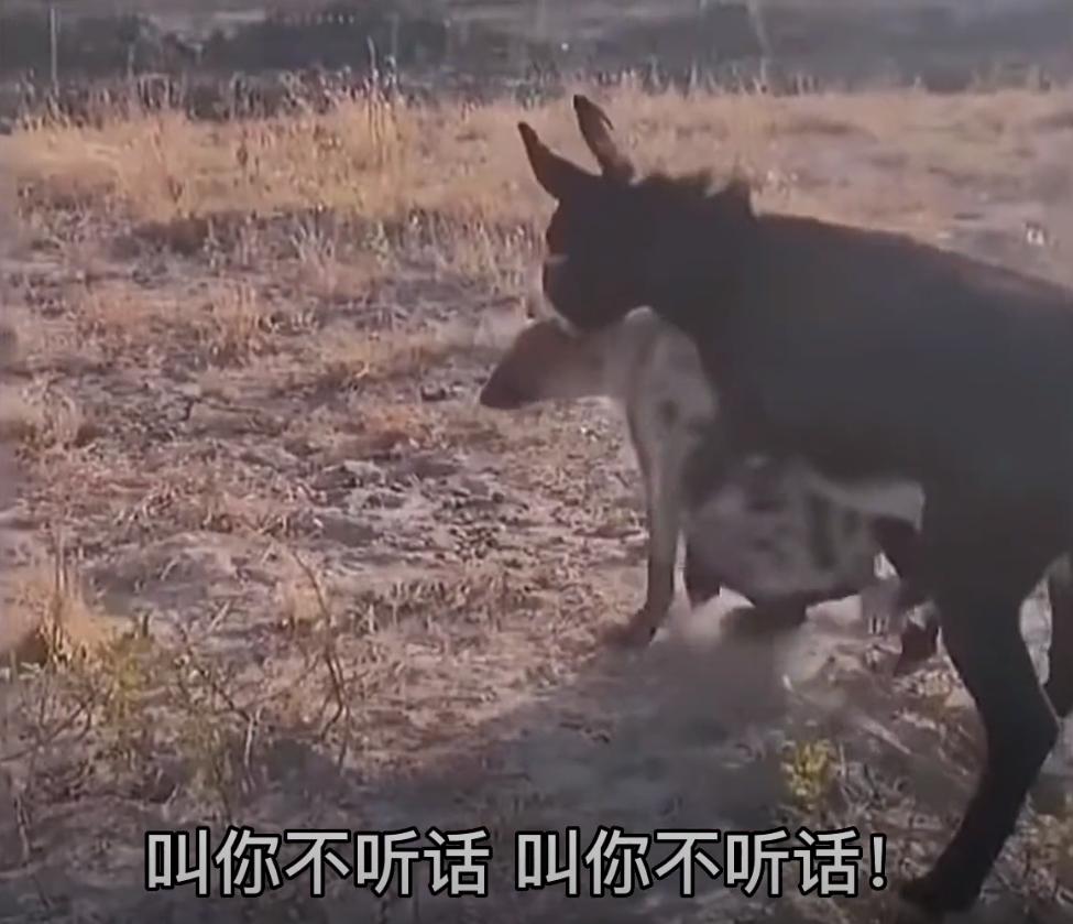 螳螂大战100只世界上最弱的蚂蚁,七大食肉动物大战大象和犀牛