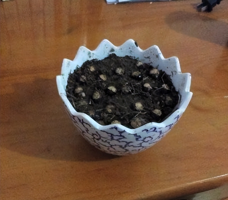 吃剩的果核先别扔可以养成小盆栽,果核怎么变成盆栽