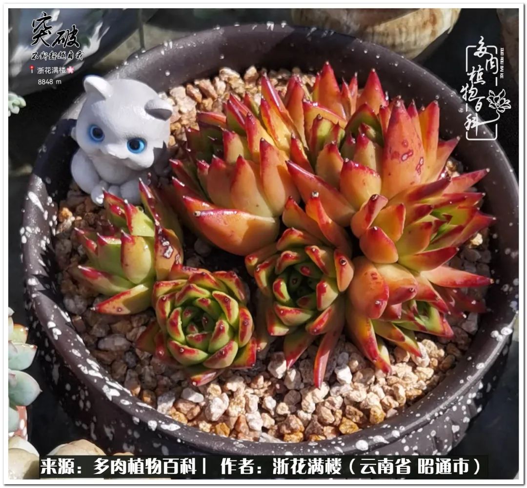 奔跑吧跑步,奔跑吧多肉盆栽