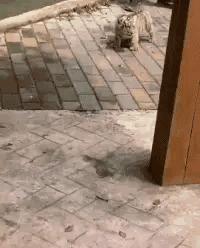 女婿发错信息给丈母娘新闻,女婿错把信息发给岳母怎么回复