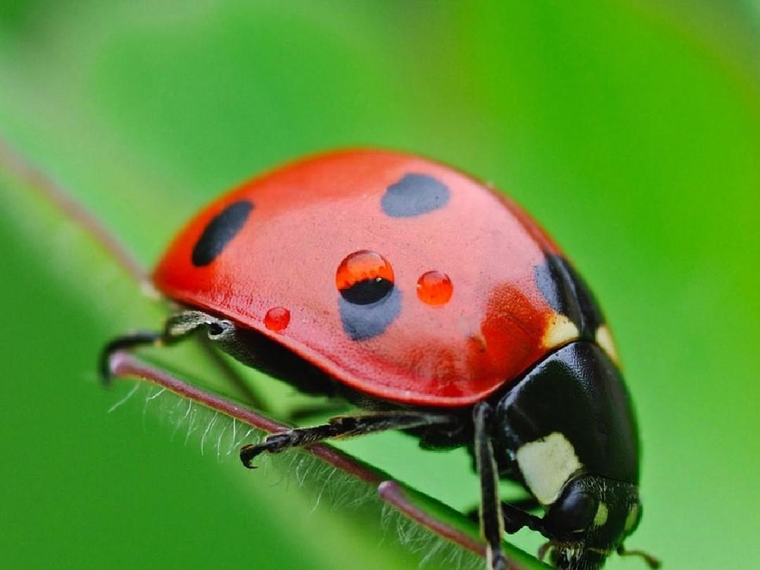 超大只的七星瓢虫是害虫吗,七星瓢虫是捕食害虫吗