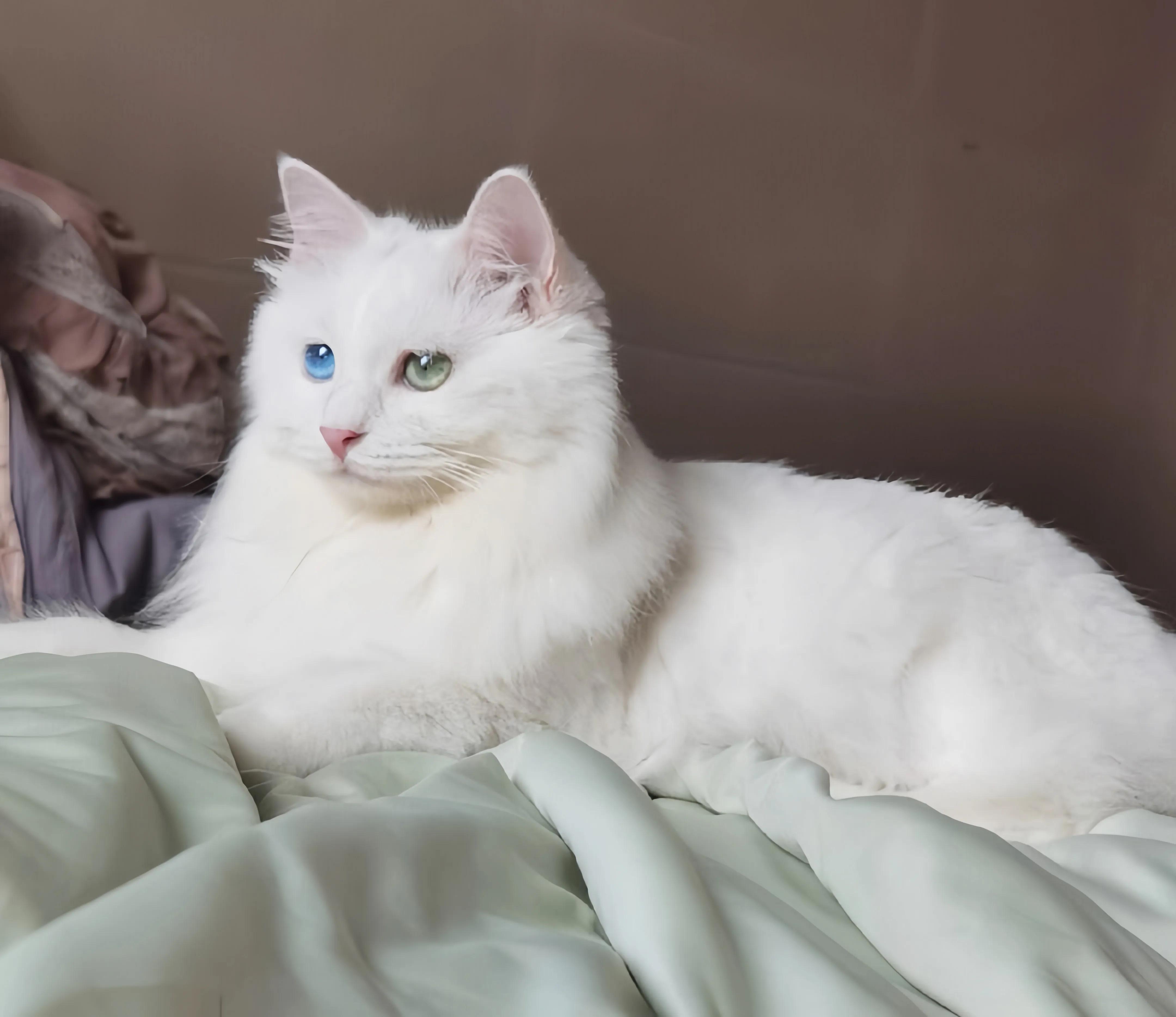 猫咪品种推荐500元以内,叫蒜头的猫咪是什么品种的