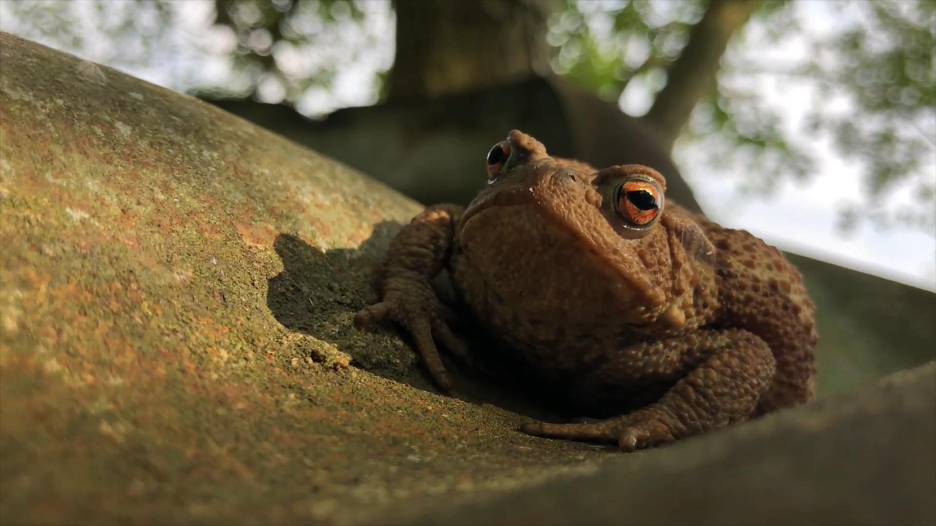 男子钓鱼钓上来个蛤蟆,男子钓到金蟾抱鲫