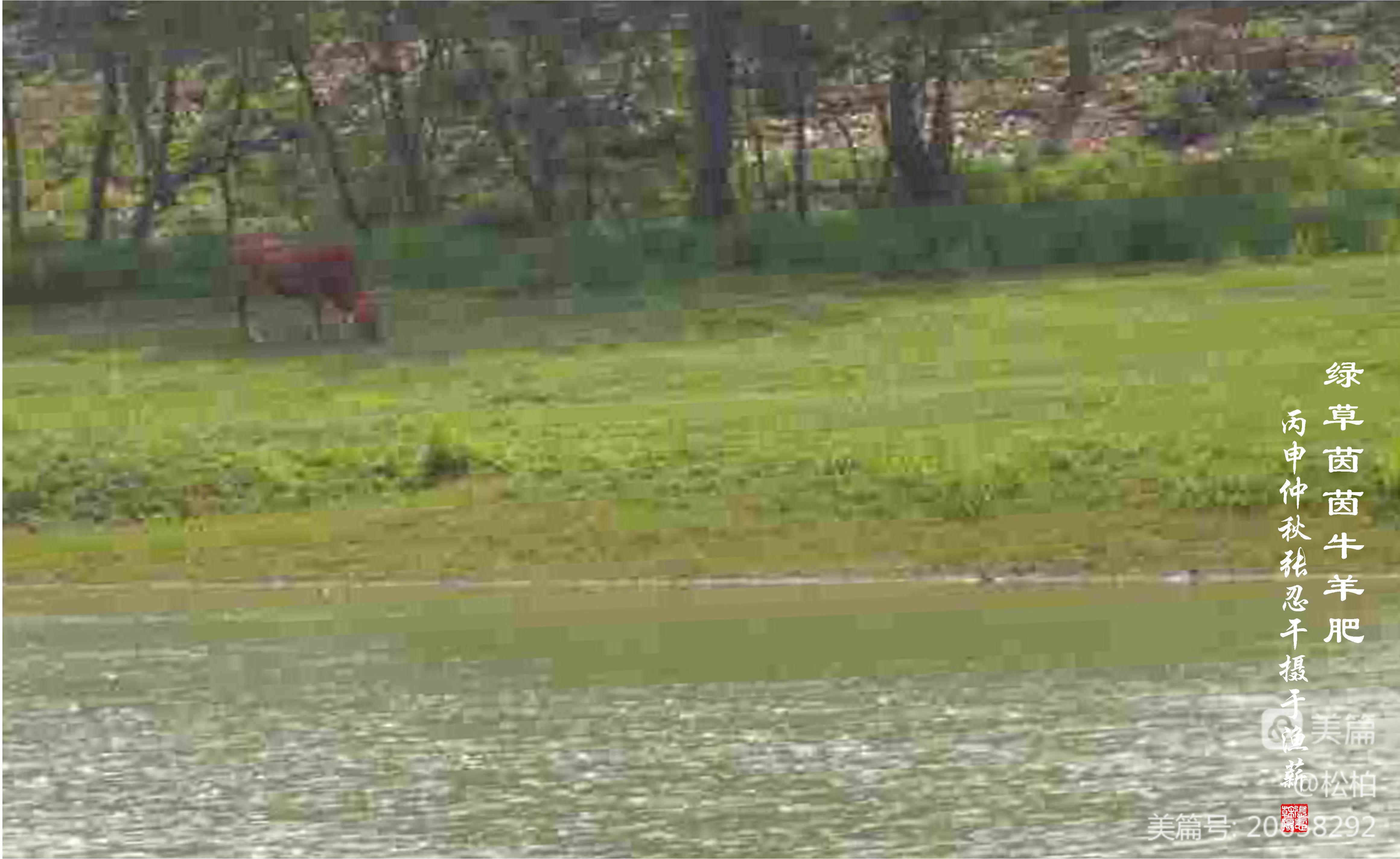 松柏古树图片,松柏古筝品牌