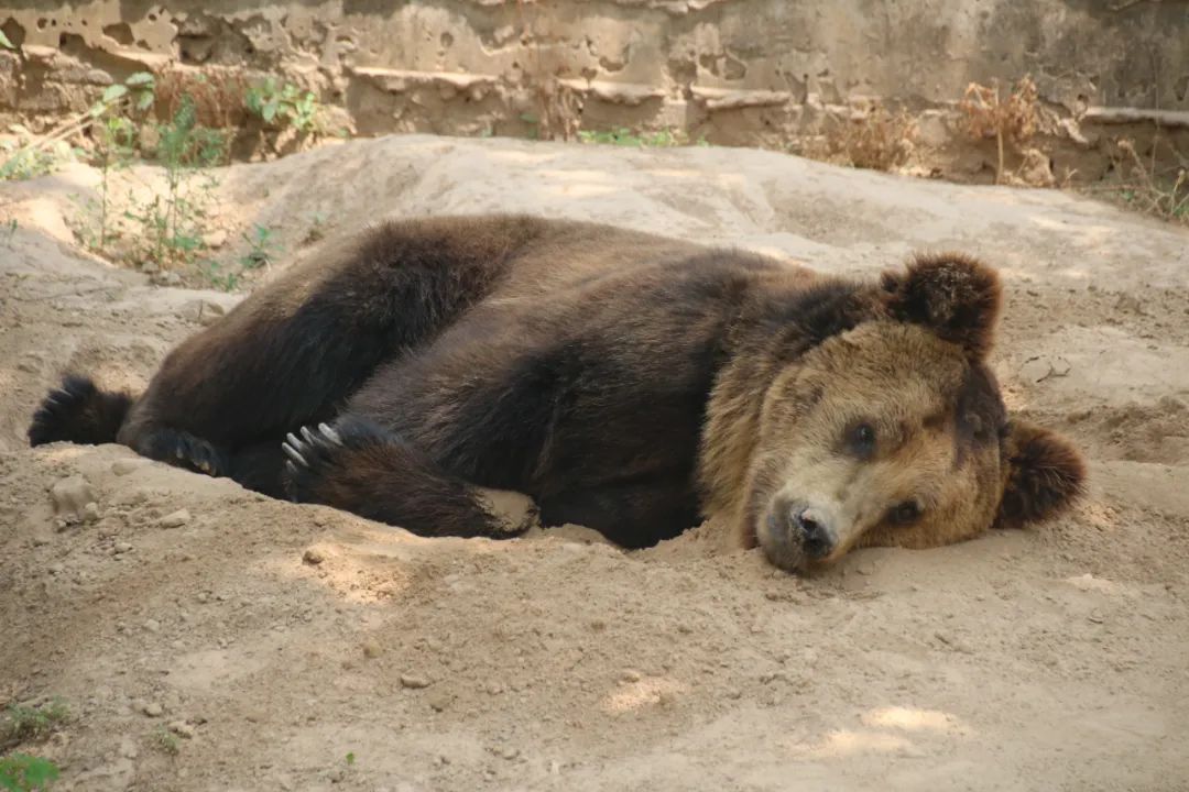淮安动物园位置,淮安动物园多大面积