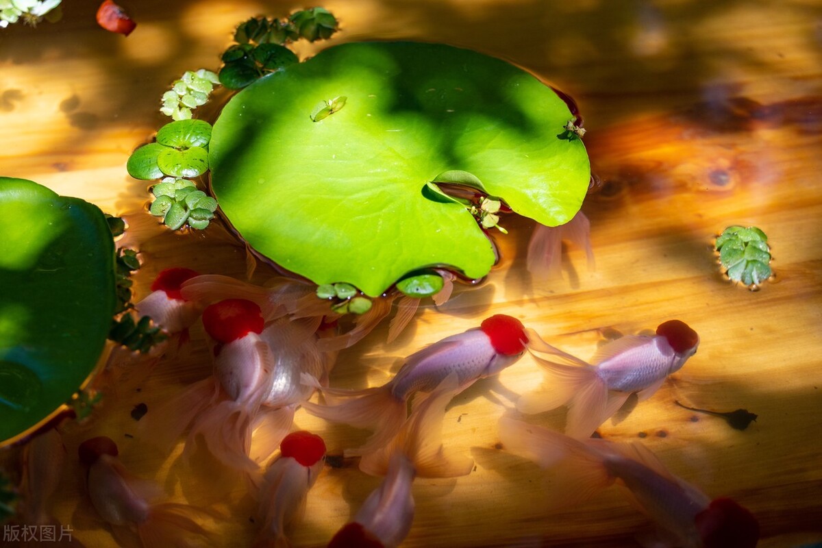 金鱼要怎么养比较好,金鱼如何才能养得好