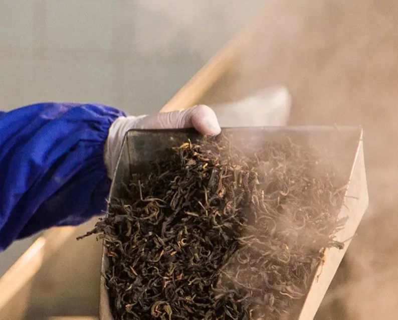 推出如此“亲民”的2022印级茶，双陈普洱意欲何为？