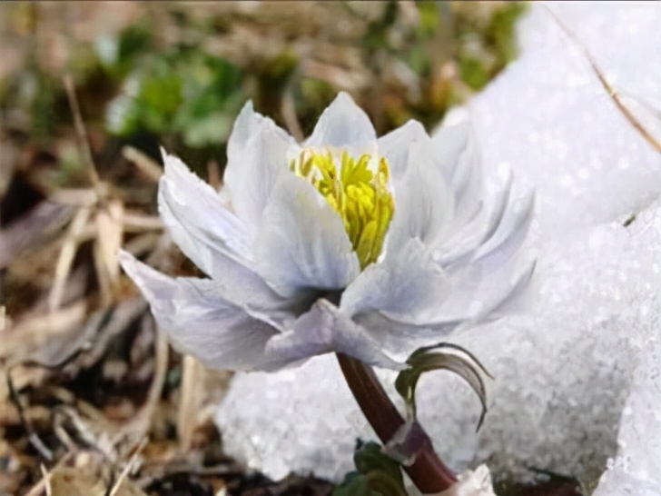 珠海必买的十大特产,昭通必买的十大特产