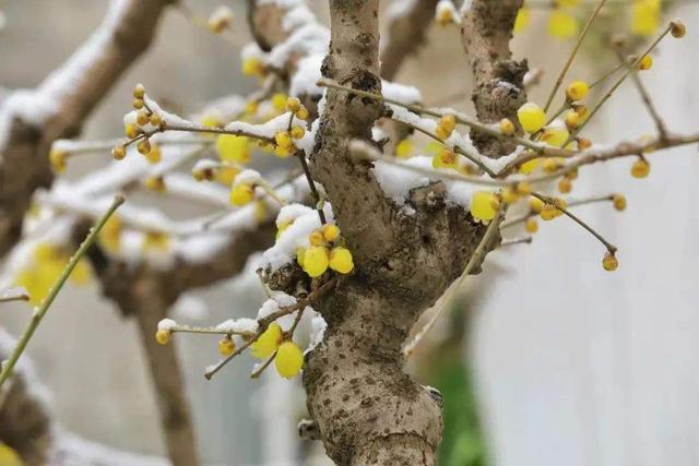 无叶开花的植物有哪些,有花无叶的植物