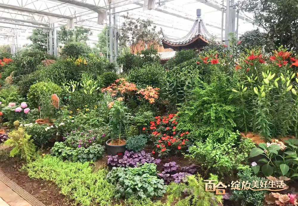 最美邂逅：百合博览园里美不胜收的名贵之花