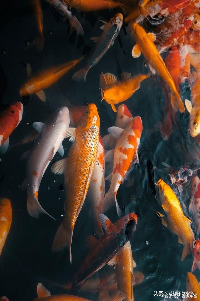 新手养锦鲤需要注意哪些事项,养锦鲤怎么养才最有效