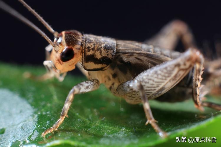 盘点农村小时候常玩的十个昆虫,盘点童年玩过的十种昆虫