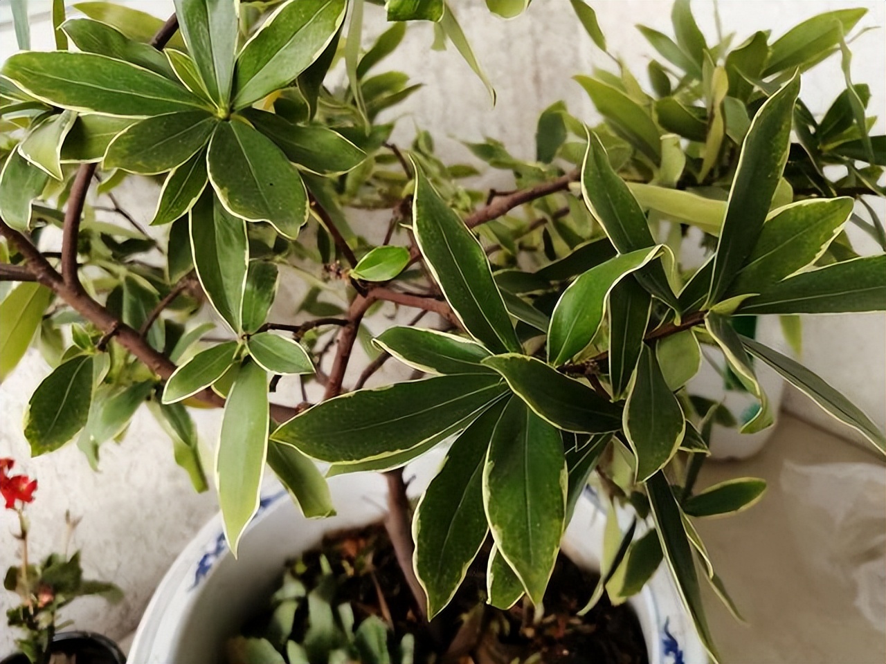 春节不能错过的3种花,逛花市买花需注意什么