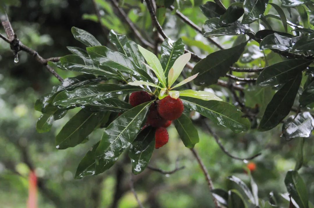 杨梅生活在什么气候中,东魁杨梅生长气候