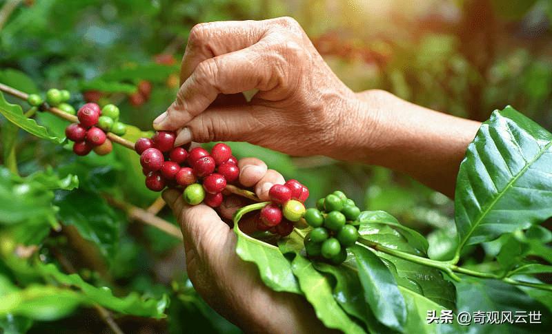 咖啡加盟是怎么一个流程,咖啡加盟好做吗