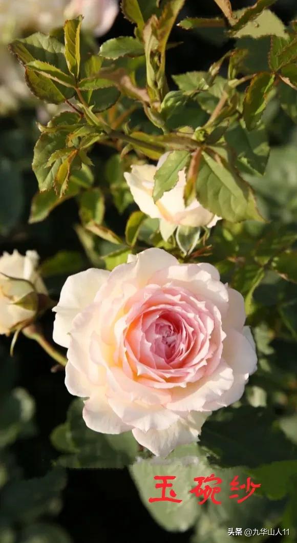 天狼月季新品预售,天狼月季官方旗舰店烛光月季