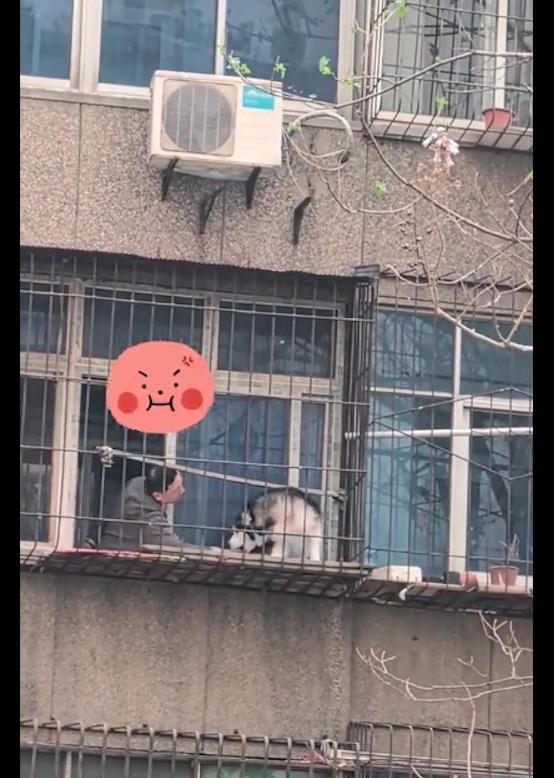 狗狗的脾气性格会随主人吗,狗狗脾气性格好是有足够的爱吗